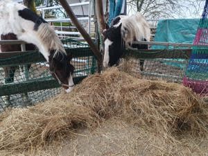 Offenstall 67122 Altrip 