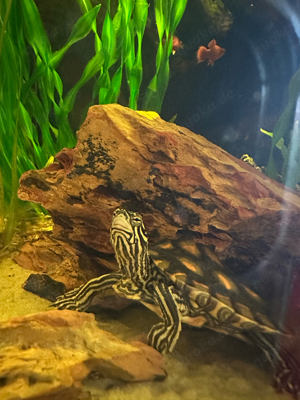 Gelbtupfen-Höckerschildkröte, Graptemys flavimaculata