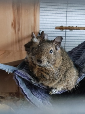 Degu Duo Papa+Sohn