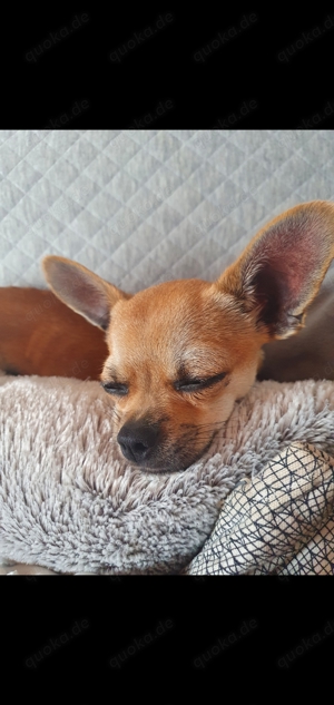 Wunderschöner liebdvoller Chihuahua Rüde sucht Zuhause für immer 