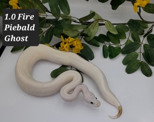 1.0 Piebald Fire Ghost