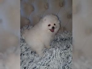 Zwergspitz PomeranianWelpen suchen ein neues Zuhause!!