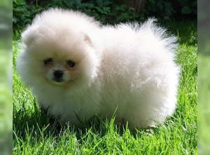Typvolle Pomeranian Zwergspitz welpen!!