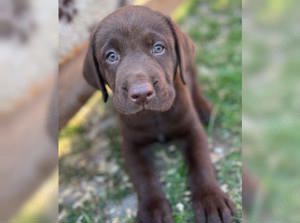 Süße Labrador Retriever Welpen!! Bild 2