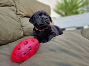 Süße Labrador Retriever Welpen!! Bild 5