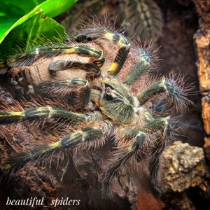 3.0 Poecilotheria rufilata, Vogelspinnen