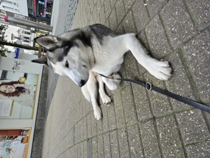 siberian Husky Deckrüde ( kein Verkauf)