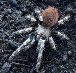 Vogelspinnen von klein bis groß Bild 3