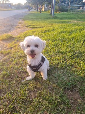 Wunderschöner Malteser Deckrüde