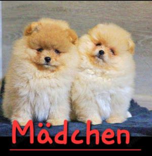süße zwergspitz pom