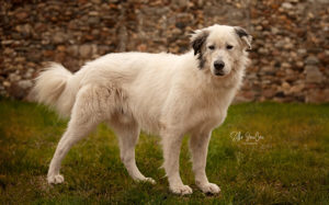 Gibst du Boje eine Chance?