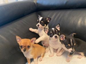 Chihuahua Welpen 