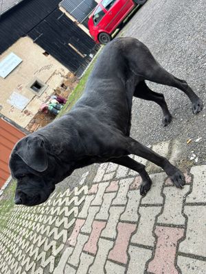 Labrador-Dogo Hündin