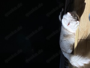 Perser mix blh Baby Katzen 