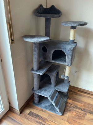 Hauskatze zu verkaufen
