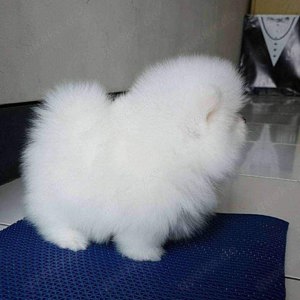 Traumhafte Pomeranian-Welpen   kleine Wuschel mit großem Herz! 