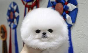 Traumhafte Pomeranian-Welpen   kleine Wuschel mit großem Herz! 
