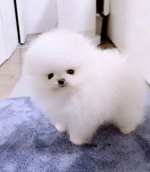 Reinrassige Pomeranian-Welpen mit Stammbaum   bereit für ein liebevolles Zuhause! 