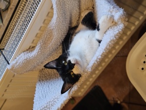 Perla, 1,5 Jahre alt sucht ihre Traumfamilie   