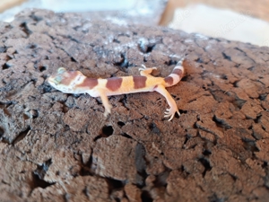Leopardgeckos aus eigener Zucht 