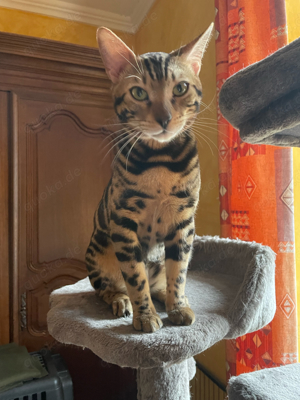  Bengal Kater mit Stammbaum