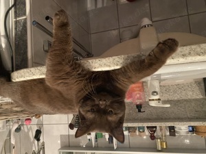 Samtweicher Schokobrauner BKH Deckkater Bild 4