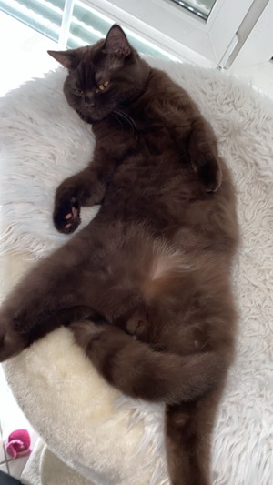 Samtweicher Schokobrauner BKH Deckkater Bild 2