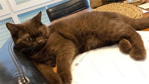 Samtweicher Schokobrauner BKH Deckkater Bild 3