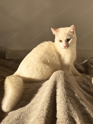 Deckkater 