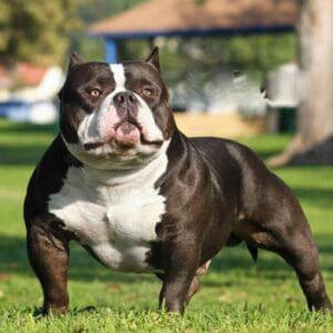 American pocket bully