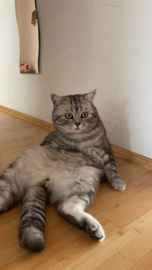 Bkh kater , whiskas farbe  Bild 3