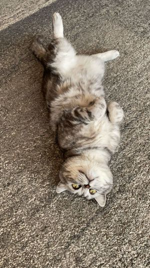 Bkh kater , whiskas farbe  Bild 4