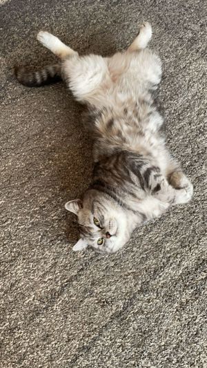 Bkh kater , whiskas farbe  Bild 7