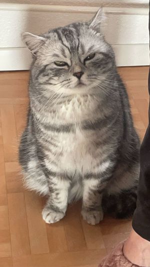 Bkh kater , whiskas farbe  Bild 2