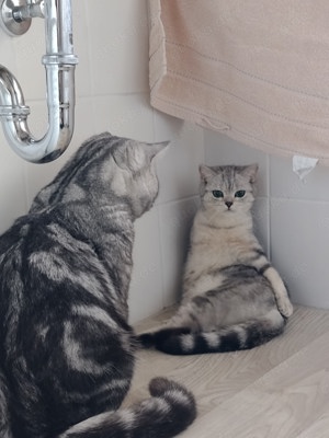 Bkh kater , whiskas farbe  Bild 6