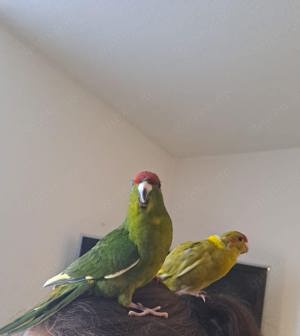 Ziegensittiche handzahm Bild 2