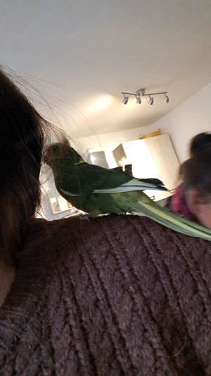 Ziegensittiche handzahm Bild 3