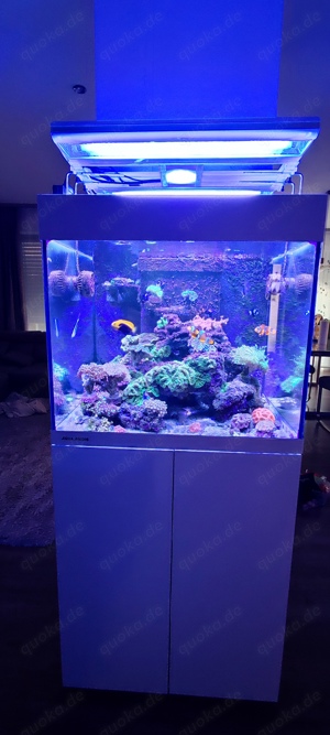 Aqua Medic Kauderni CF weiß Meerwasser Aquarium 
