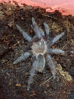 Tliltocatl Sabulosus F5