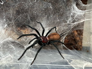 Harmonicon oiapoque 0.1 sub adult