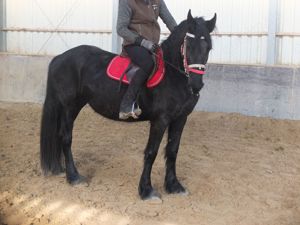 Freizeitpferde zum reiten fahren zu verkaufen!