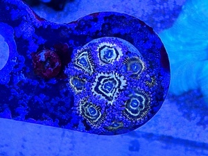 Stratosphere Zoa