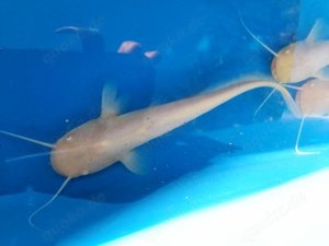 Albino Welse (Waller) 12-15 cm Stück 8,90 EUR bei koiplus