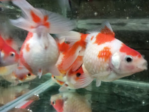 Pearl Scale 10-12 cm 5 Stück nur 75,- Schöner Mix. Kräftige Tiere. Die runden Goldfische. 