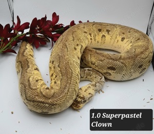 Verschiedene Königspythons