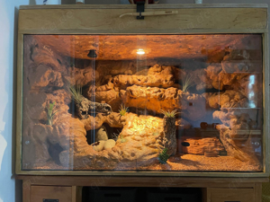 Leopardgeckos mit Terrarium 