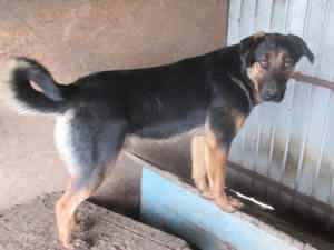 Brady ca. 50 cm   der Gutmütige