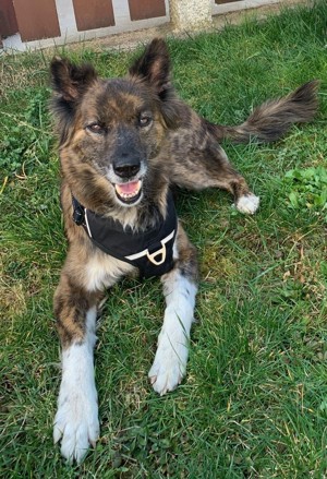 Stella - Pastor Gomera Mix sucht ihre Familie Bild 2