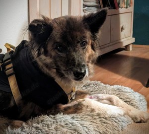 Stella - Pastor Gomera Mix sucht ihre Familie Bild 3