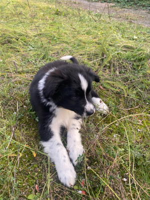 Australian Shepherd Rüde zu verkaufen